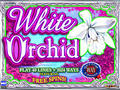 White Orchid
